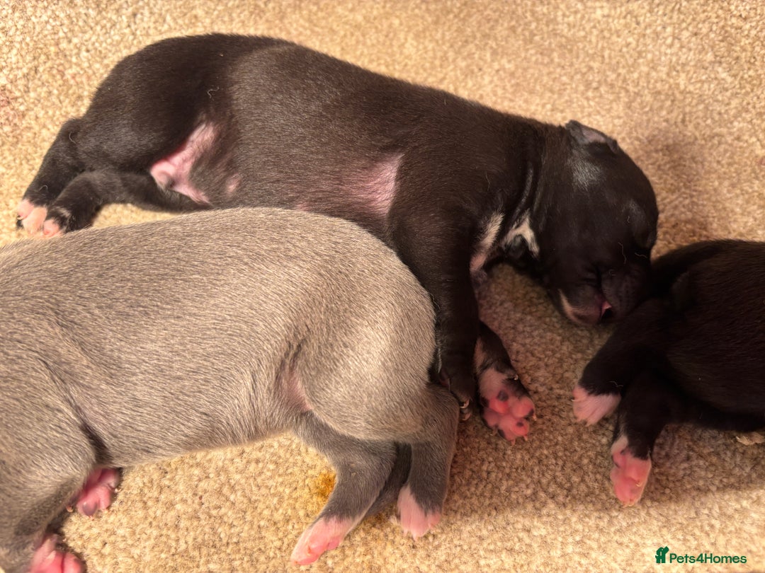 Whippet dogs for sale: Beautiful KC registered Whippet puppies - Advert 4