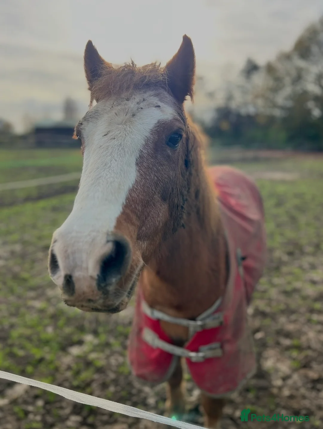 Welsh Section A horses for sale: Indie, Welsh Sec A  - Advert 1