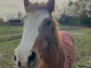 Welsh Section A horses Indie, Welsh Sec A - Advert 1