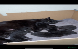 Domestic Shorthair cats for sale: FREE KITTENS - Image 1