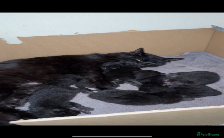 Domestic Shorthair cats - Advert 11