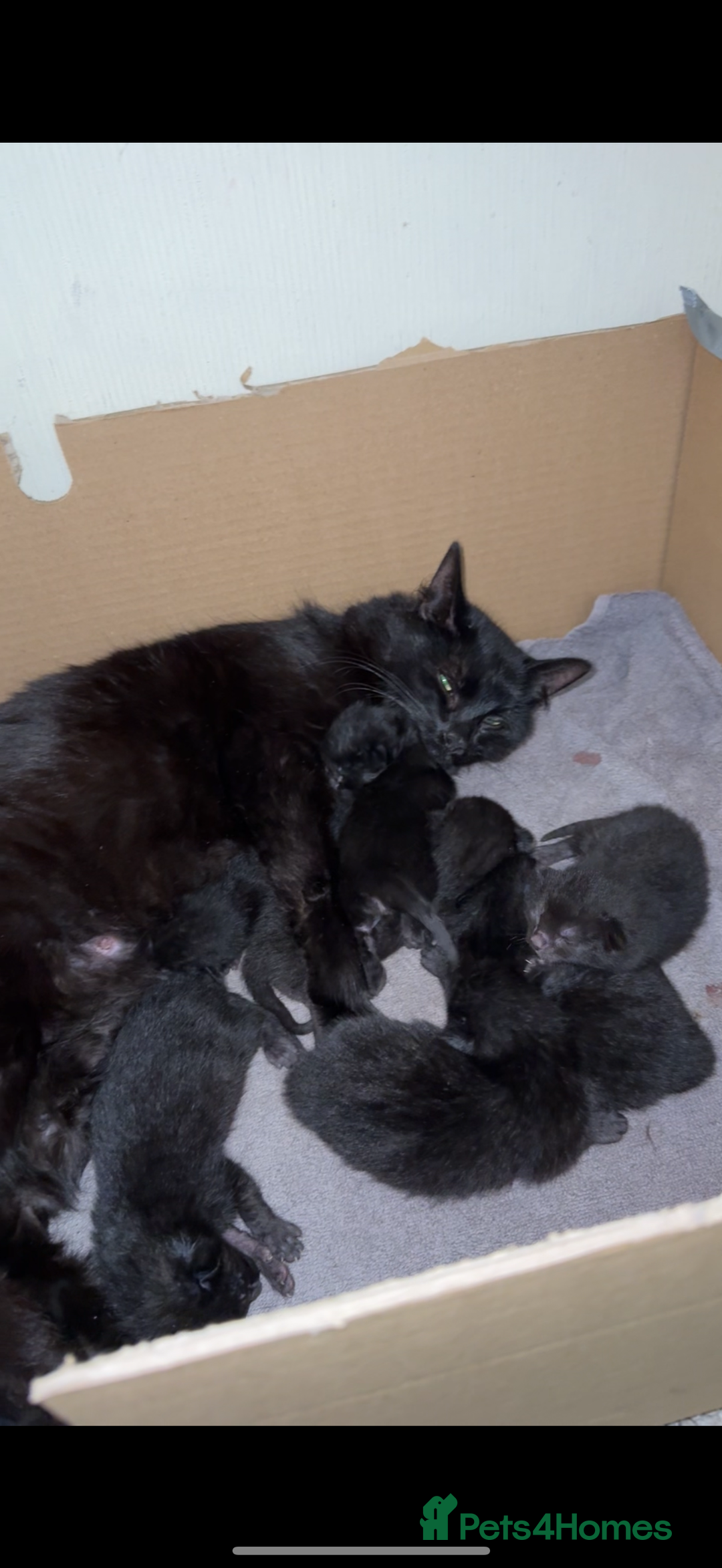 Domestic Shorthair cats for sale: FREE KITTENS - Image 1