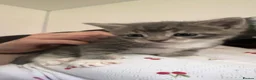 Mixed Breed cats for sale: Grey Tabby Kittens  in Hassocks - Advert 6