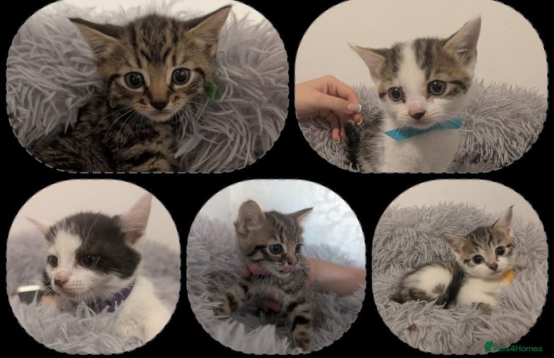 Mixed Breed cats 2 Litters Available  - Advert 8