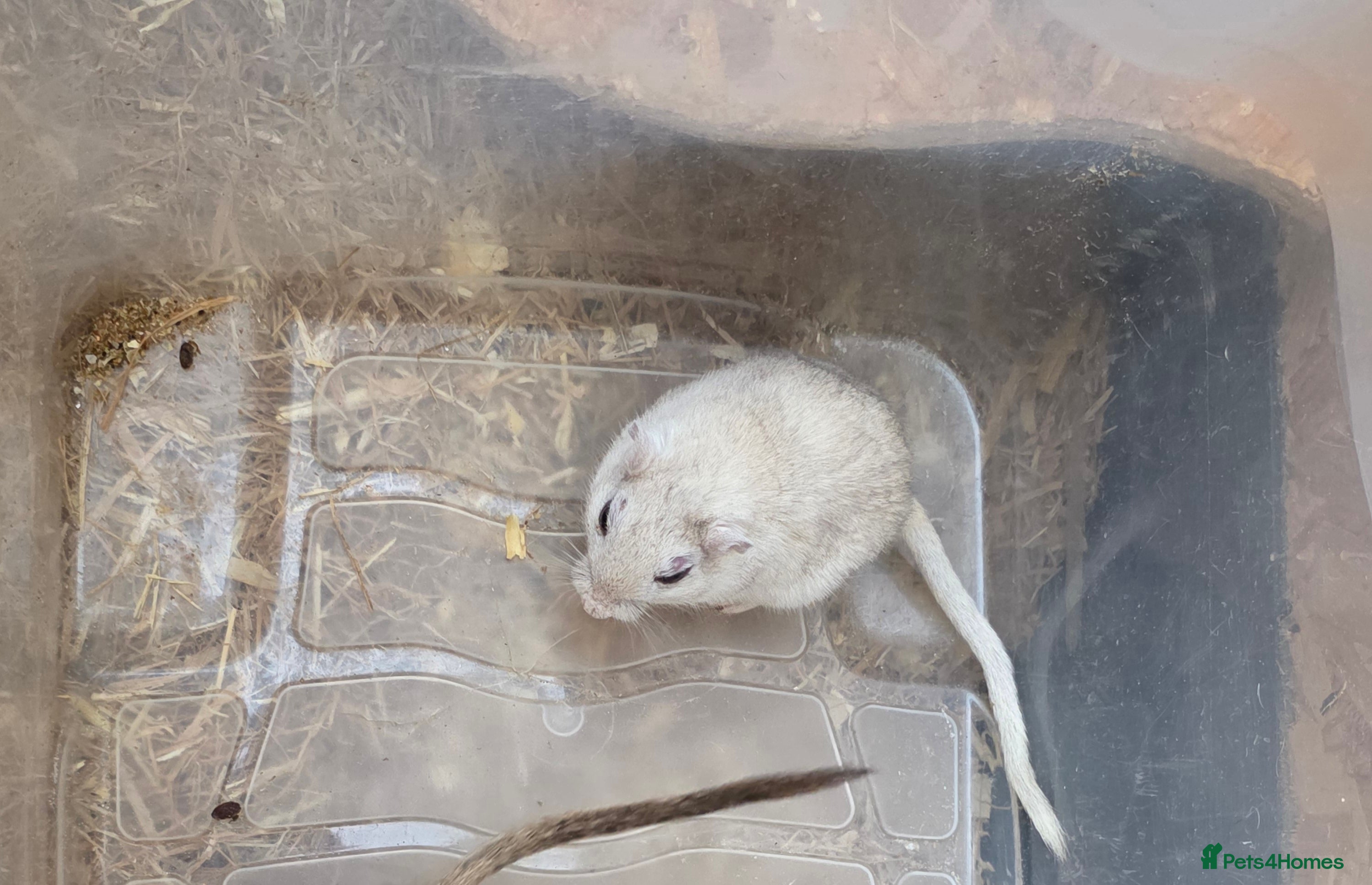 Gerbil rodents Gerbils and children  - Advert 1