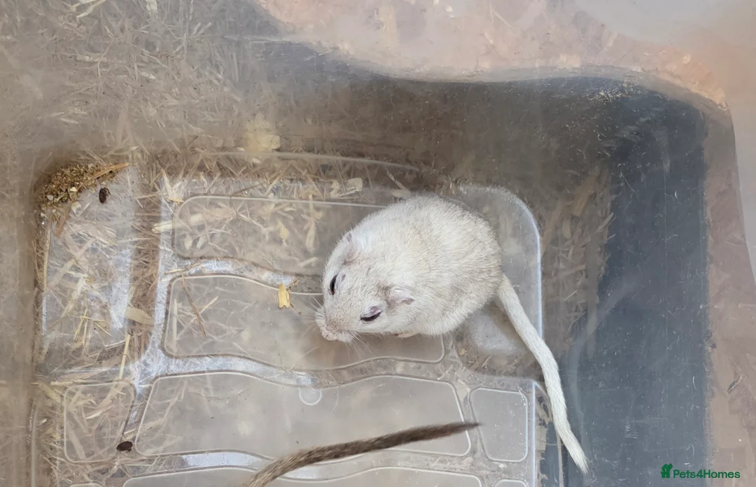 Gerbil rodents for sale: Gerbils and children  - Advert 1