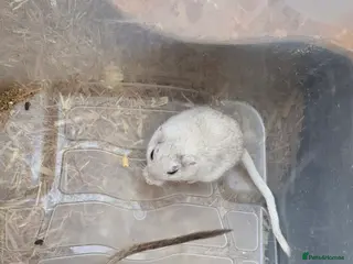 Gerbil rodents Gerbils and children - Advert 1