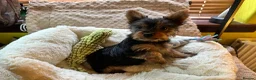 Australian Silky Terrier dogs for sale: KCRegistered Australian Silky Terrier Puppies - Advert 7