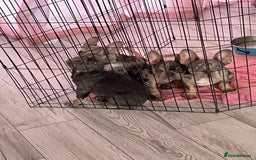 French Bulldog dogs for sale: Kc registered 12 week old French. Bulldogs  - Image 24