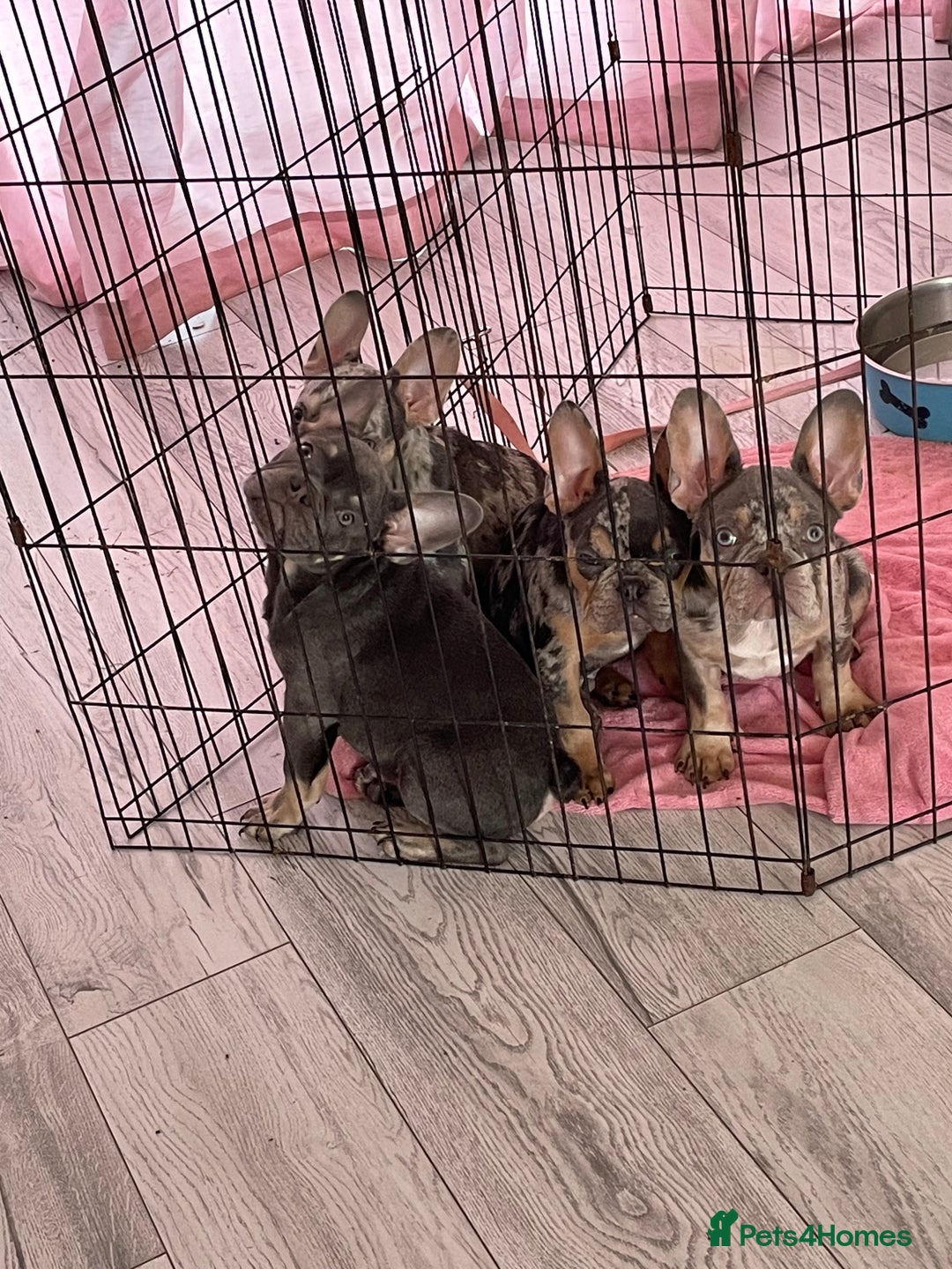 French Bulldog dogs for sale: Kc registered 12 week old French. Bulldogs  - Image 24