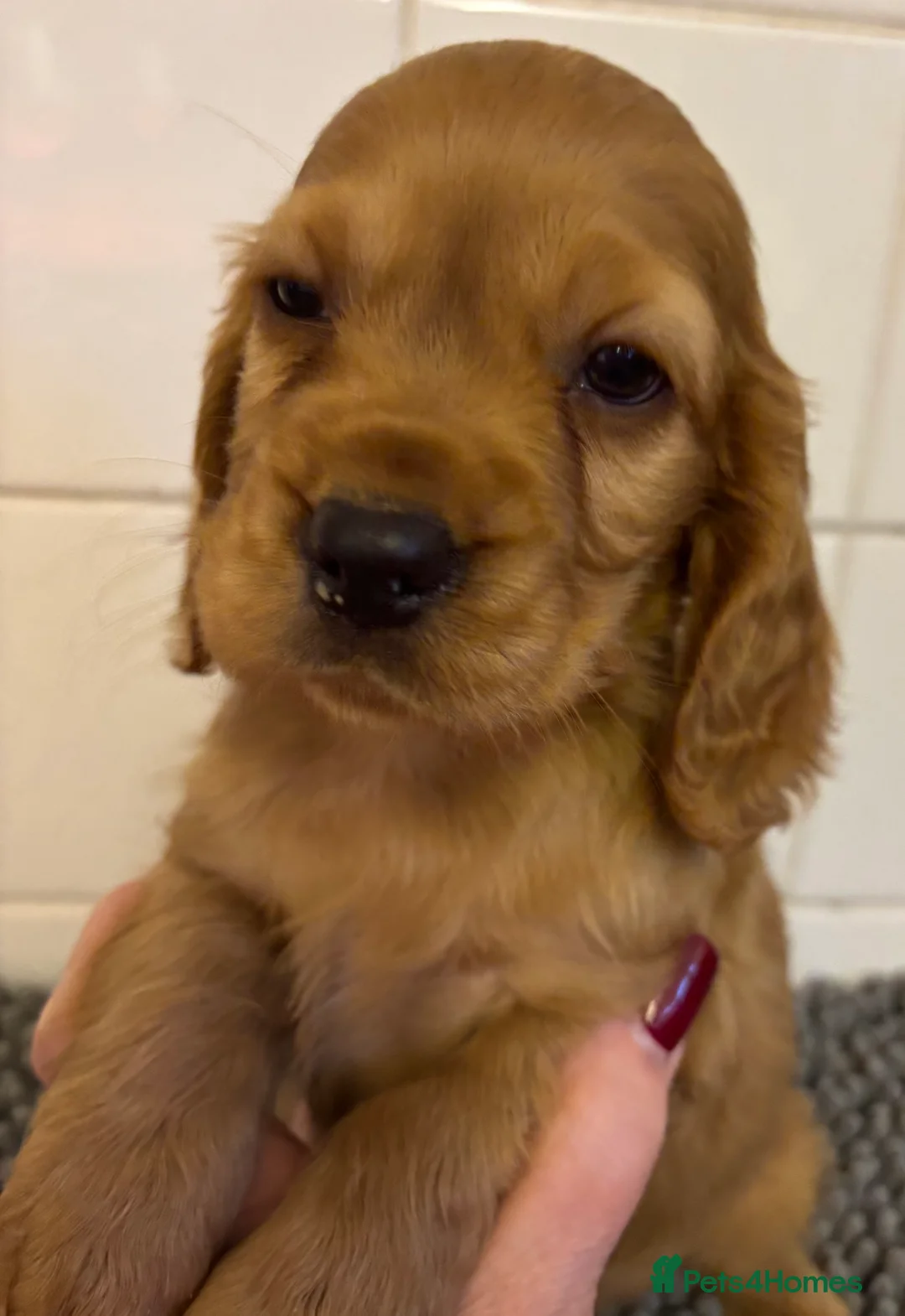 Cockalier dogs for sale: Superb Cockalier puppies - health tested parents - Advert 2