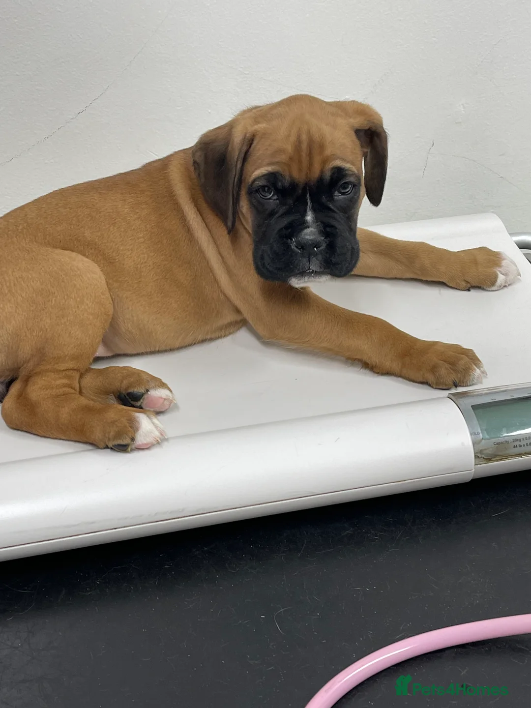 Boxer dogs for sale:  Stunning KC reg bobtailed boxers *1 girl left* - Advert 21