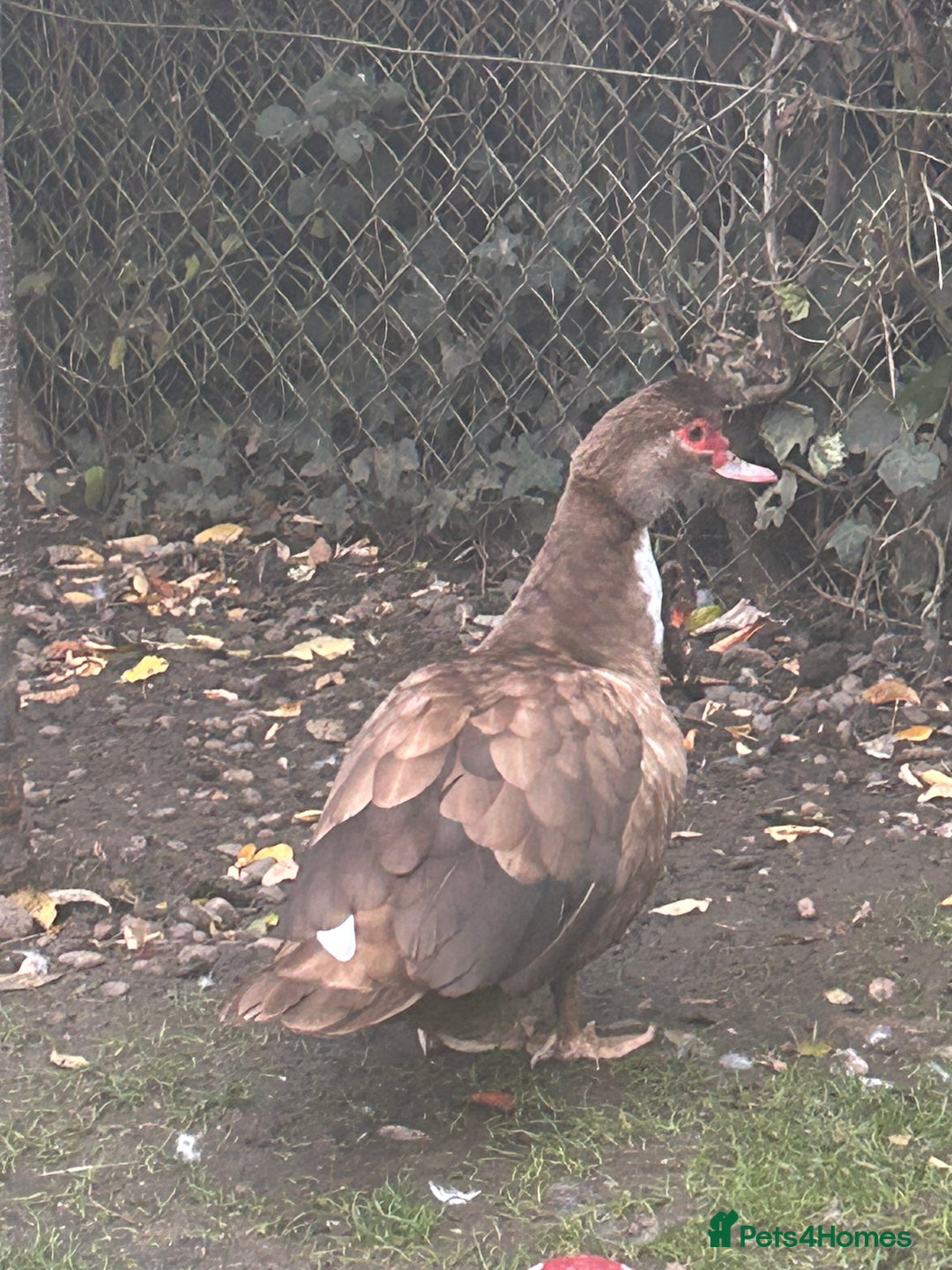Ducks poultry for sale: 2 females and 2 male ducks for sale  - Advert 10