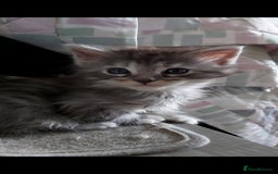 Maine Coon cats for sale: Maine coon kittens ready now - Image 7