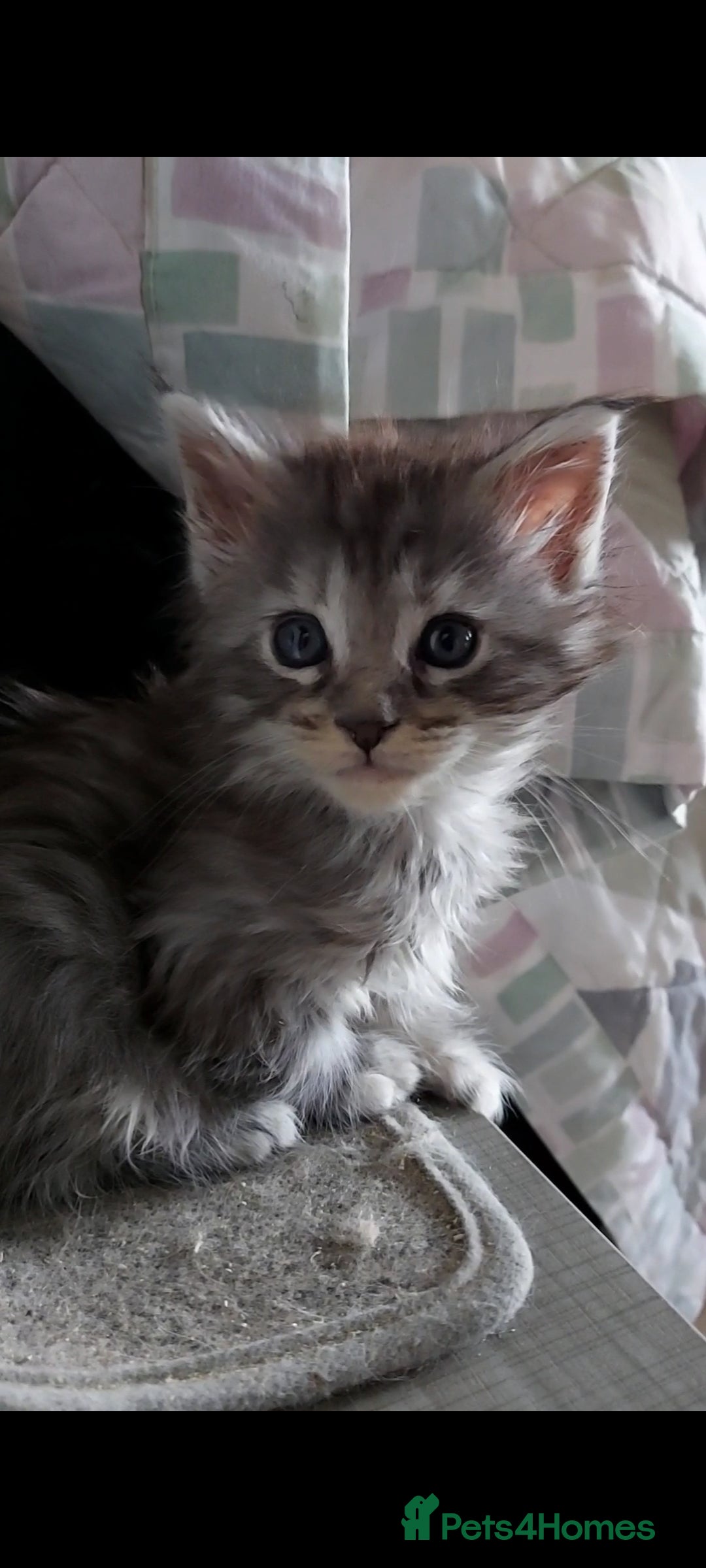 Maine Coon cats for sale: Maine coon kittens ready now - Image 7