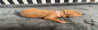 🌸 Ginger - KEPT BY BREEDER