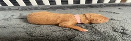 Labradoodle dogs for sale: Labradoodle Puppies For Sale - Advert 13