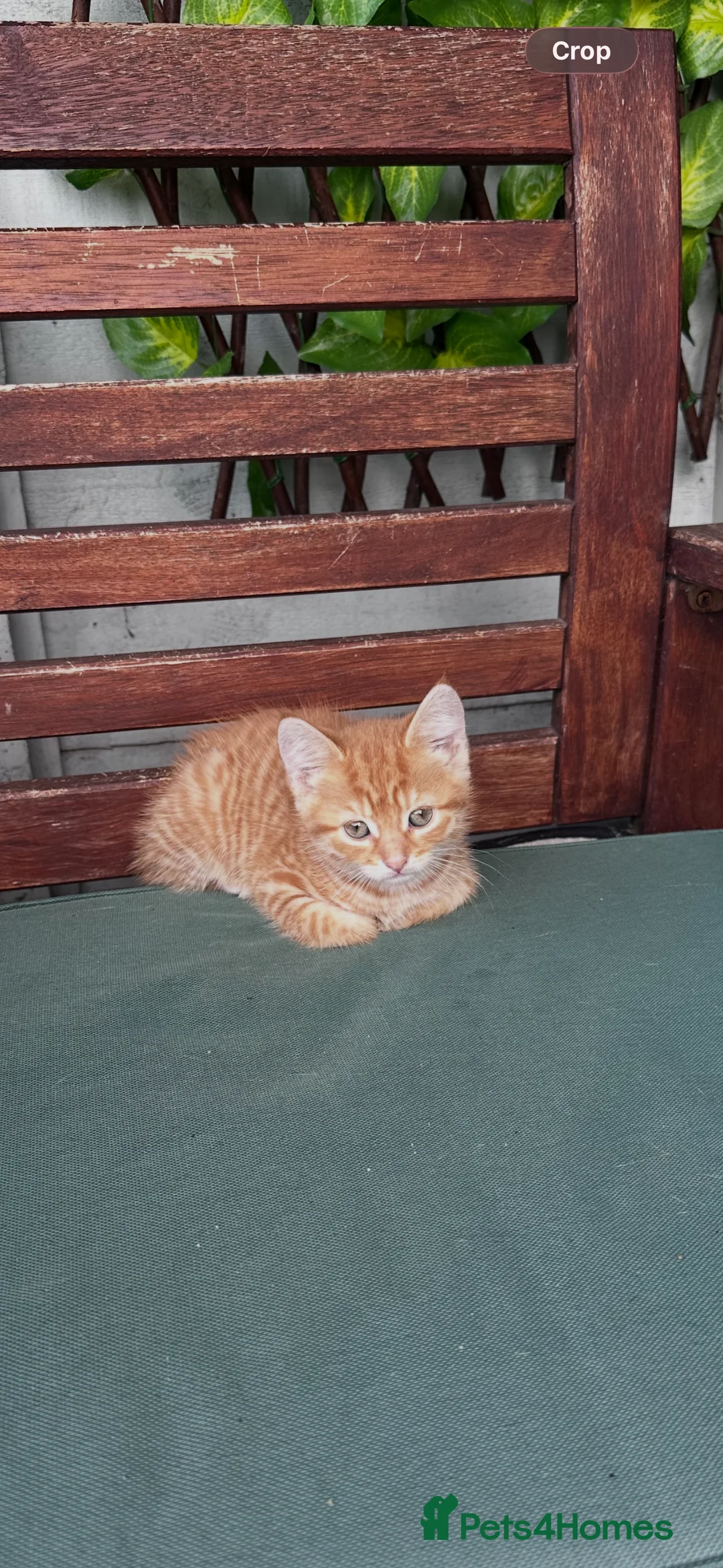 Mixed Breed cats for sale: Ginger little kitten ready for her new home.  - Advert 2