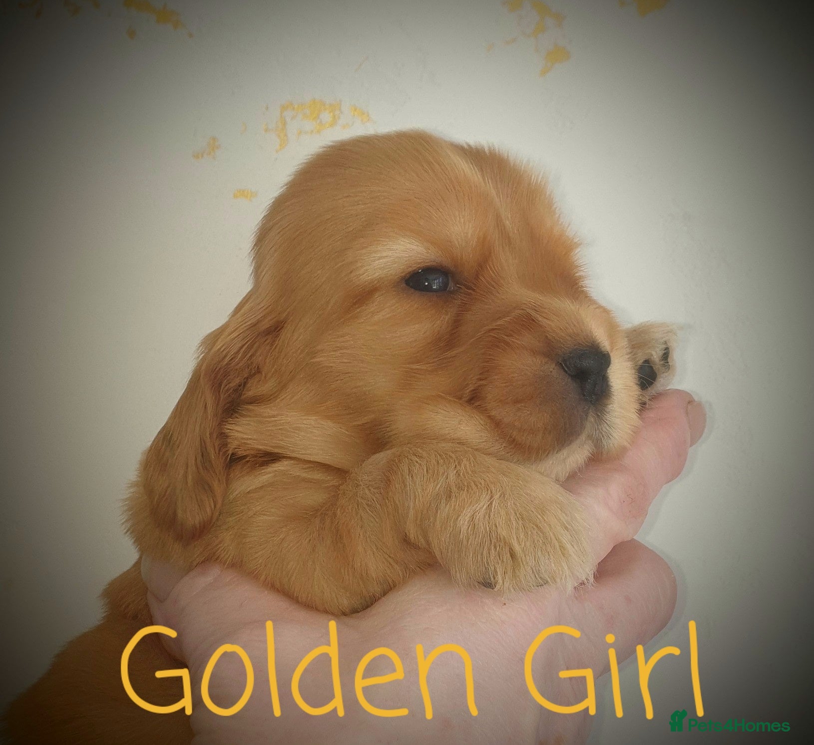 Cocker Spaniel dogs K.C Show line Cocker Spaniel puppies  - Advert 1