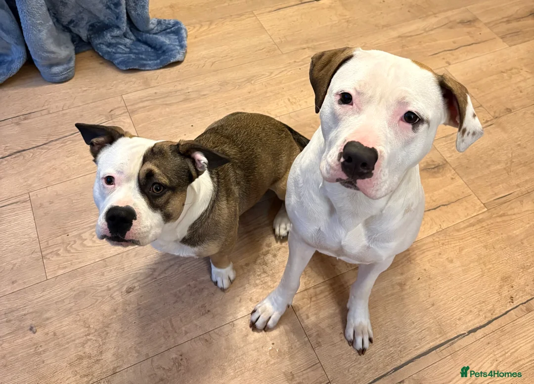 Mixed Breed dogs for sale: 2 loving dogs looking for a new home  - Advert 1