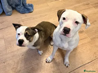 Mixed Breed dogs 2 loving dogs looking for a new home - Advert 1