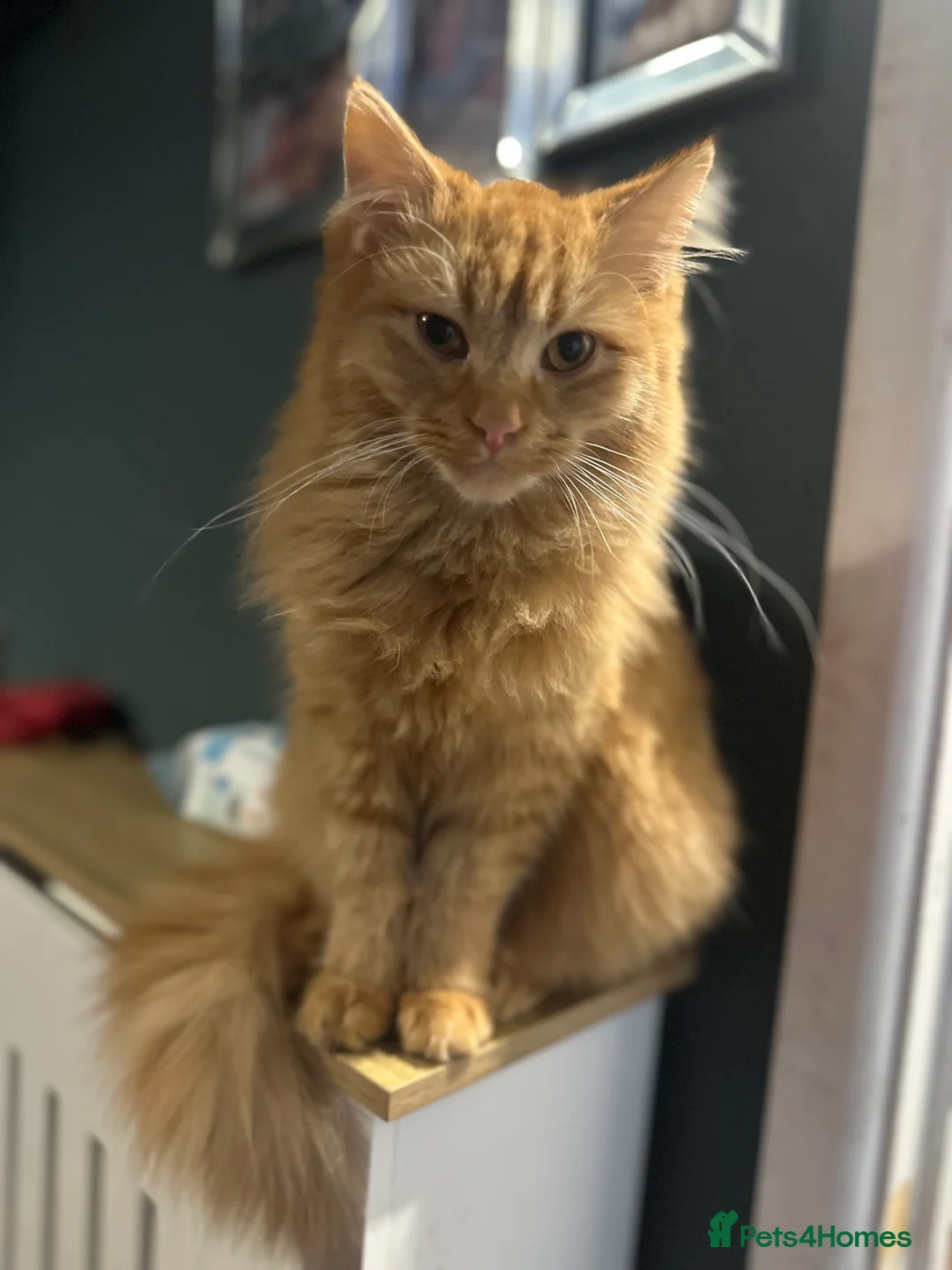 Mixed Breed cats for sale: 7 month old tom cat - Advert 3