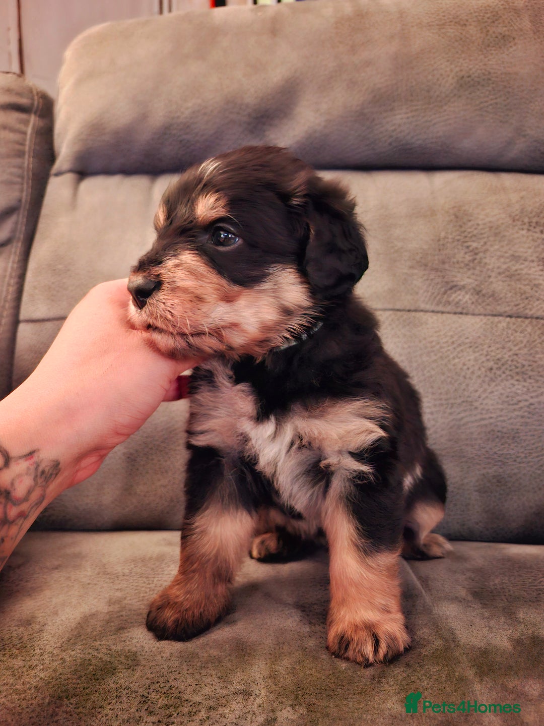 Mixed Breed dogs for sale: F1b health tested Rottiepoo puppies - Advert 12