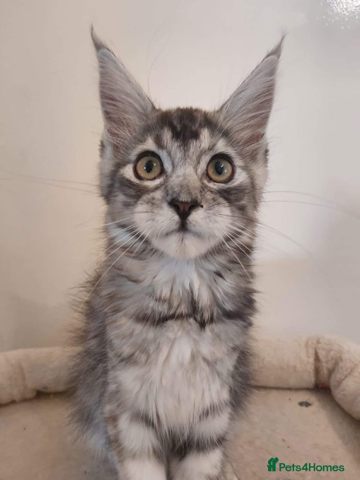 Maine Coon cats 😊Beautiful TICA registered Maine Coon Kittens😊  - Advert 2