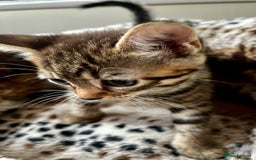 Bengal cats for sale: *1 Sold* 6wks old Sparkly Little Bengal X Kittens in Dorking - Image 4