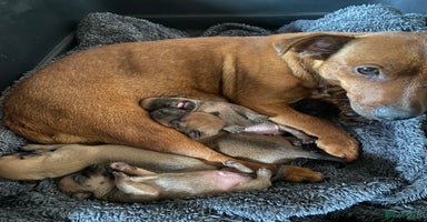 Patterjack dogs - Advert 2