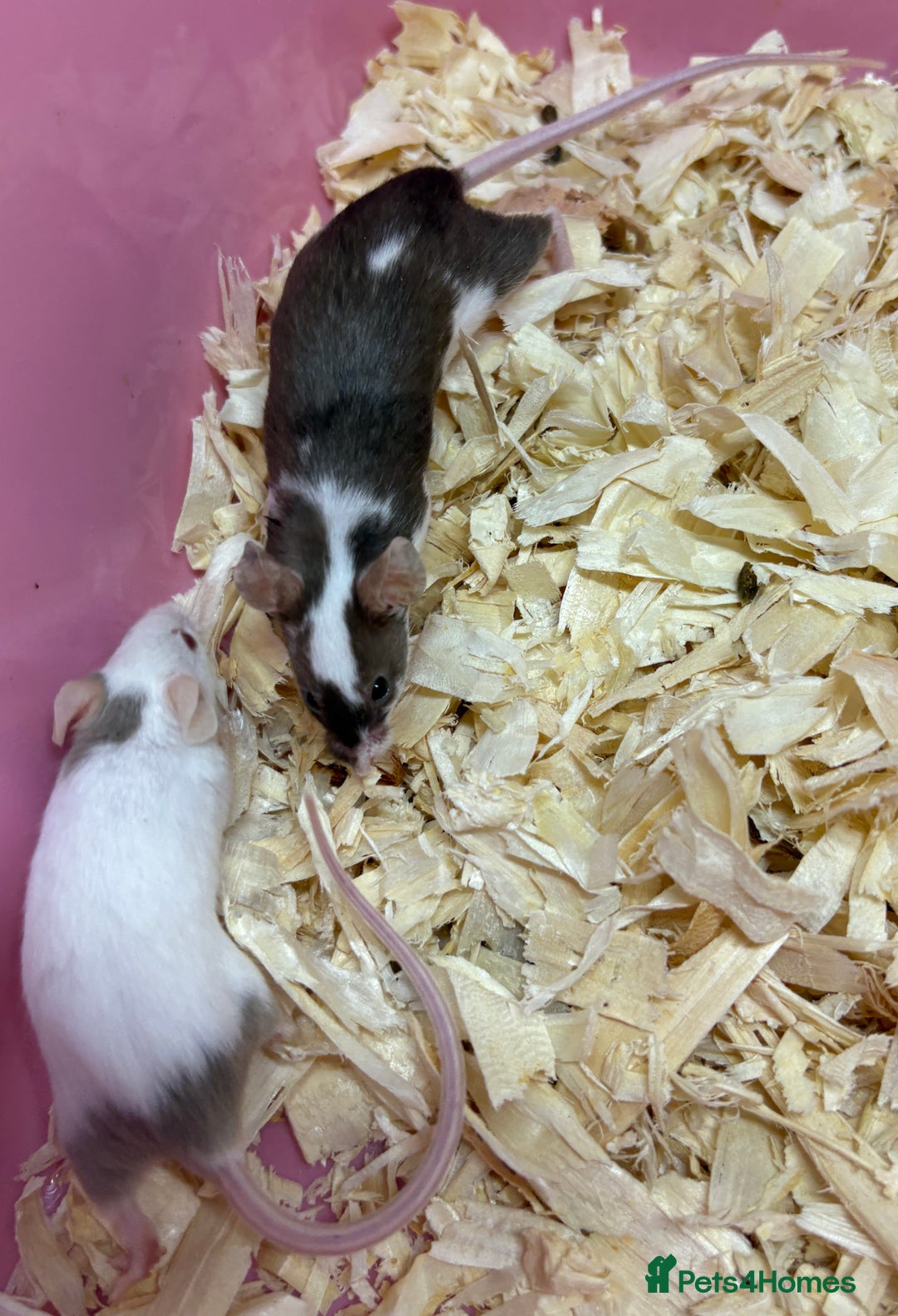 Mouse rodents for sale: Female baby mice ready now  - Image 27