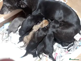 Mixed Breed dogs Bedlington whippet lurcher in Richmond - Advert 1