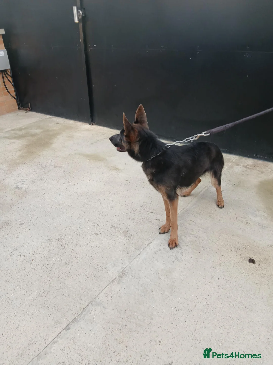 German Shepherd dogs for sale: German Shepherd female needs a good home - Advert 5