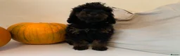 Cockapoo dogs for sale: Beautiful F1B Cockapoo boys  - Advert 10