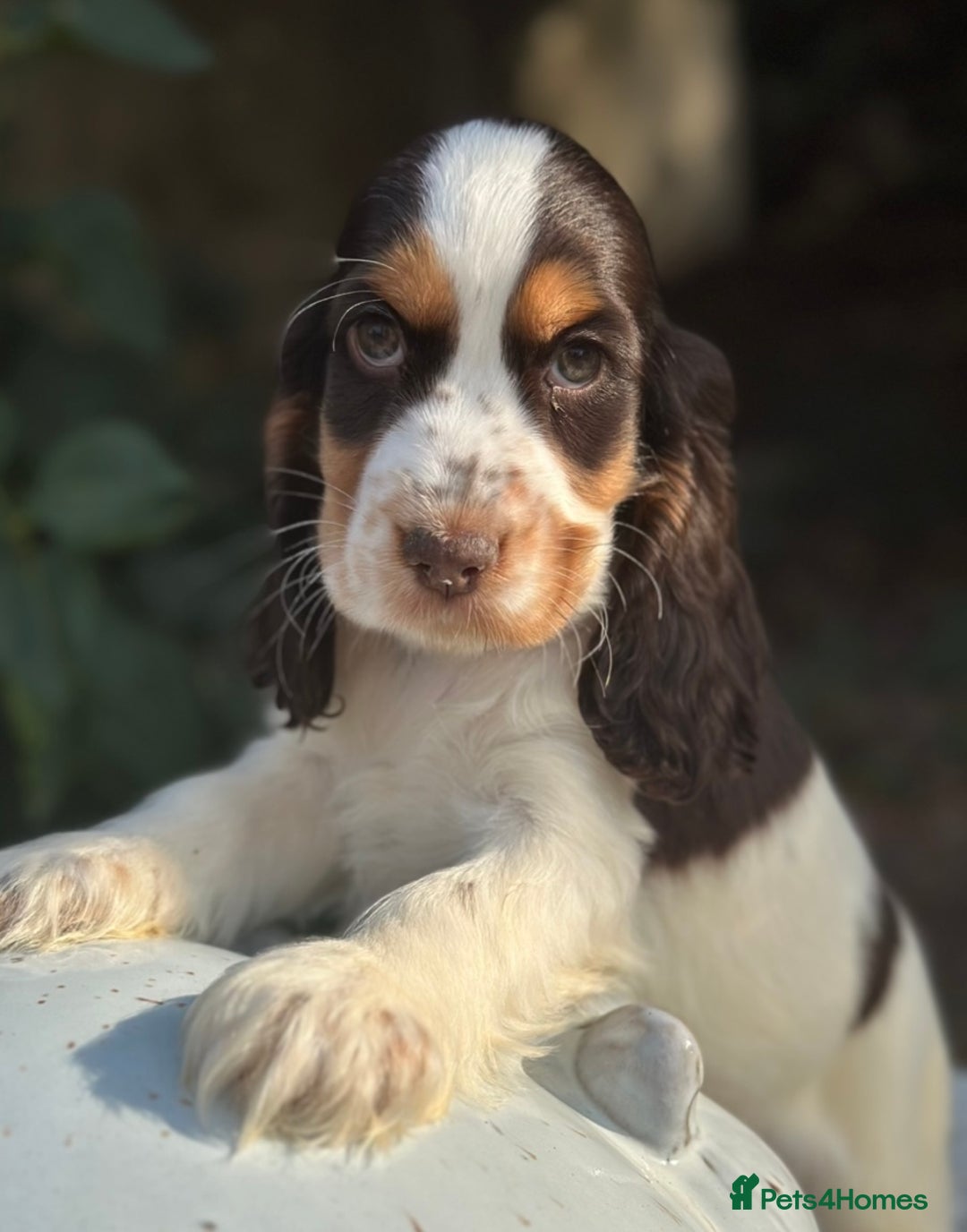 Cocker Spaniel dogs for sale: Stunning show cocker spaniels  - Image 15
