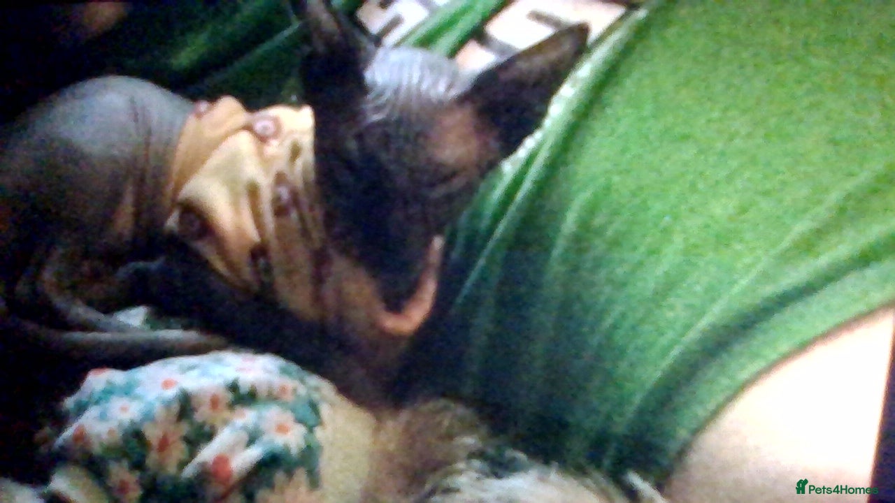 Sphynx cats male spyinx kitten - Advert 2