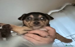 Mixed Breed dogs for sale: Jackawawa puppies 🐾💙1 boy left 💙🐾 - Image 18