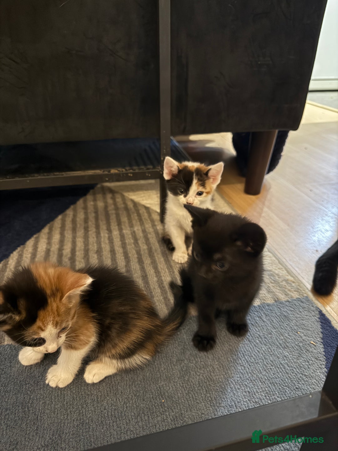 British Shorthair cats for sale: 7 kittens short hair - Image 7