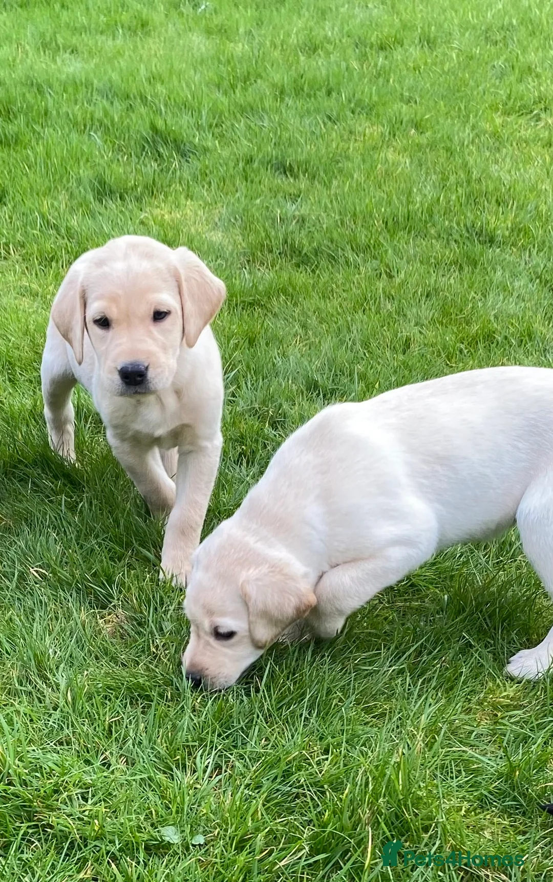 Labrador Retriever dogs for sale: Beautiful Well Bred KC Reg Labrador Puppies - Advert 5