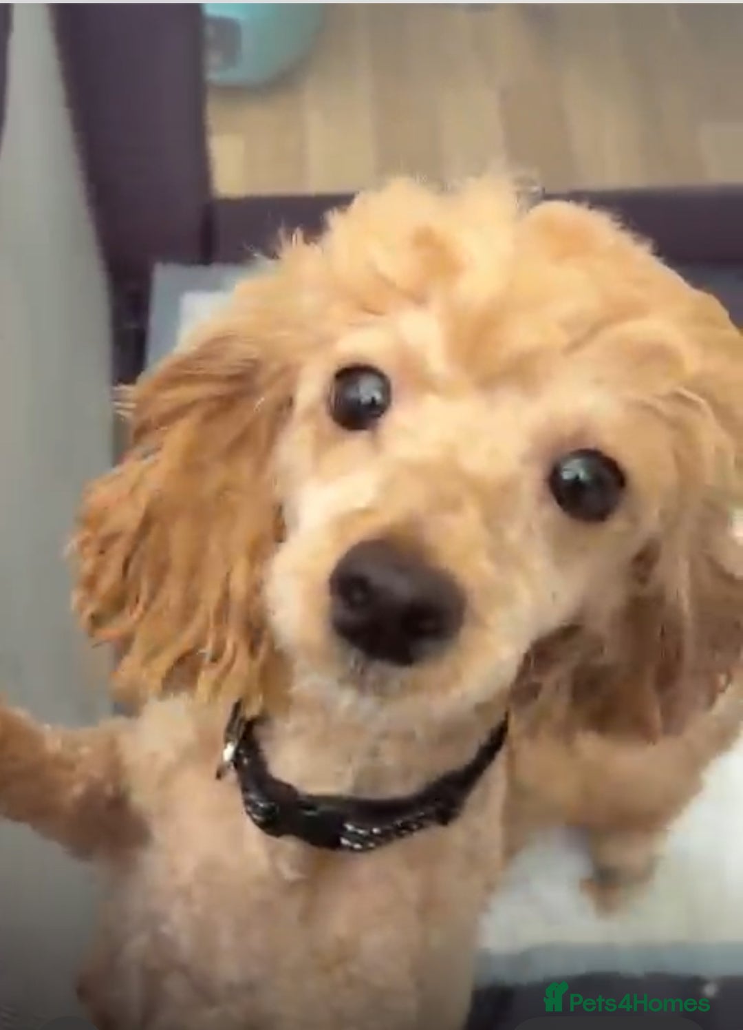 Cavapoo dogs for sale: Stunning Cavapoo pups from family home  - Advert 2