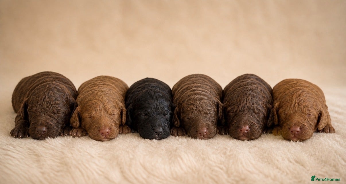 Cockapoo dogs Toy Cockapoo puppies  - Advert 1