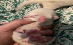 Siamese cats for sale: 🐾✨ White Siamese Maggir Became a Mum! ✨🐾 - Image 10