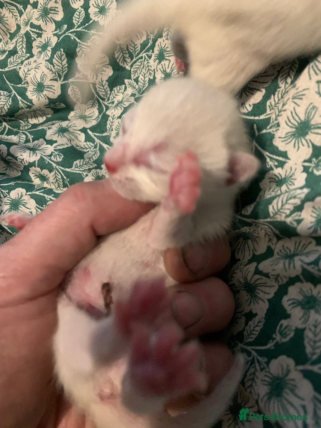 Siamese cats for sale: 🐾✨ White Siamese Maggir Became a Mum! ✨🐾 - Image 10