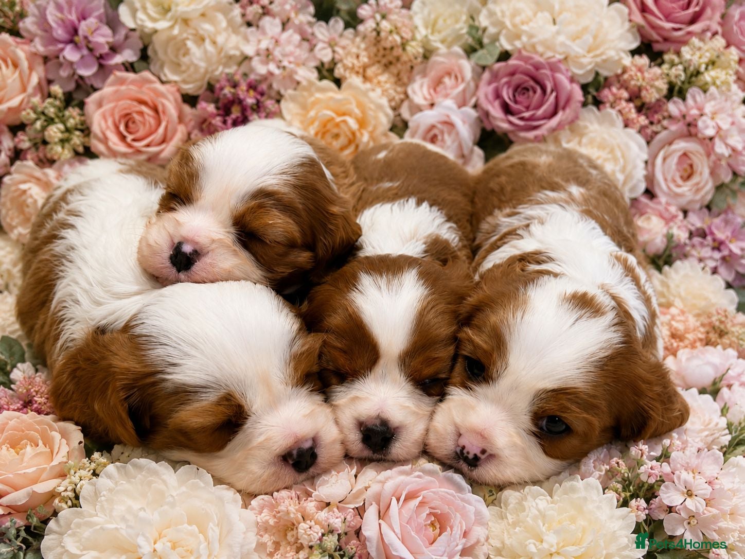 Cavalier King Charles Spaniel dogs DNA HEALTH TESTED CAVALIER KING CHARLES  - Advert 18