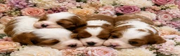 Cavalier King Charles Spaniel dogs for sale: DNA HEALTH TESTED CAVALIER KING CHARLES  - Advert 1