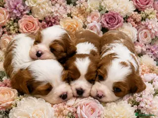 Cavalier King Charles Spaniel dogs DNA HEALTH TESTED CAVALIER KING CHARLES - Advert 12