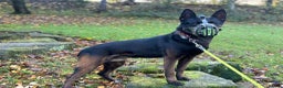 Belgian Shepherd Dog dogs for sale: FAMILY PROTECTOR-PANTHER DUTCH HERDER  - Advert 2