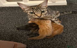 Mixed Breed cats for sale: Female young tabby cat!! Mixed breed - Image 1