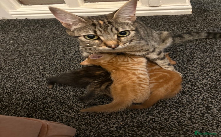 Mixed Breed cats - Advert 1