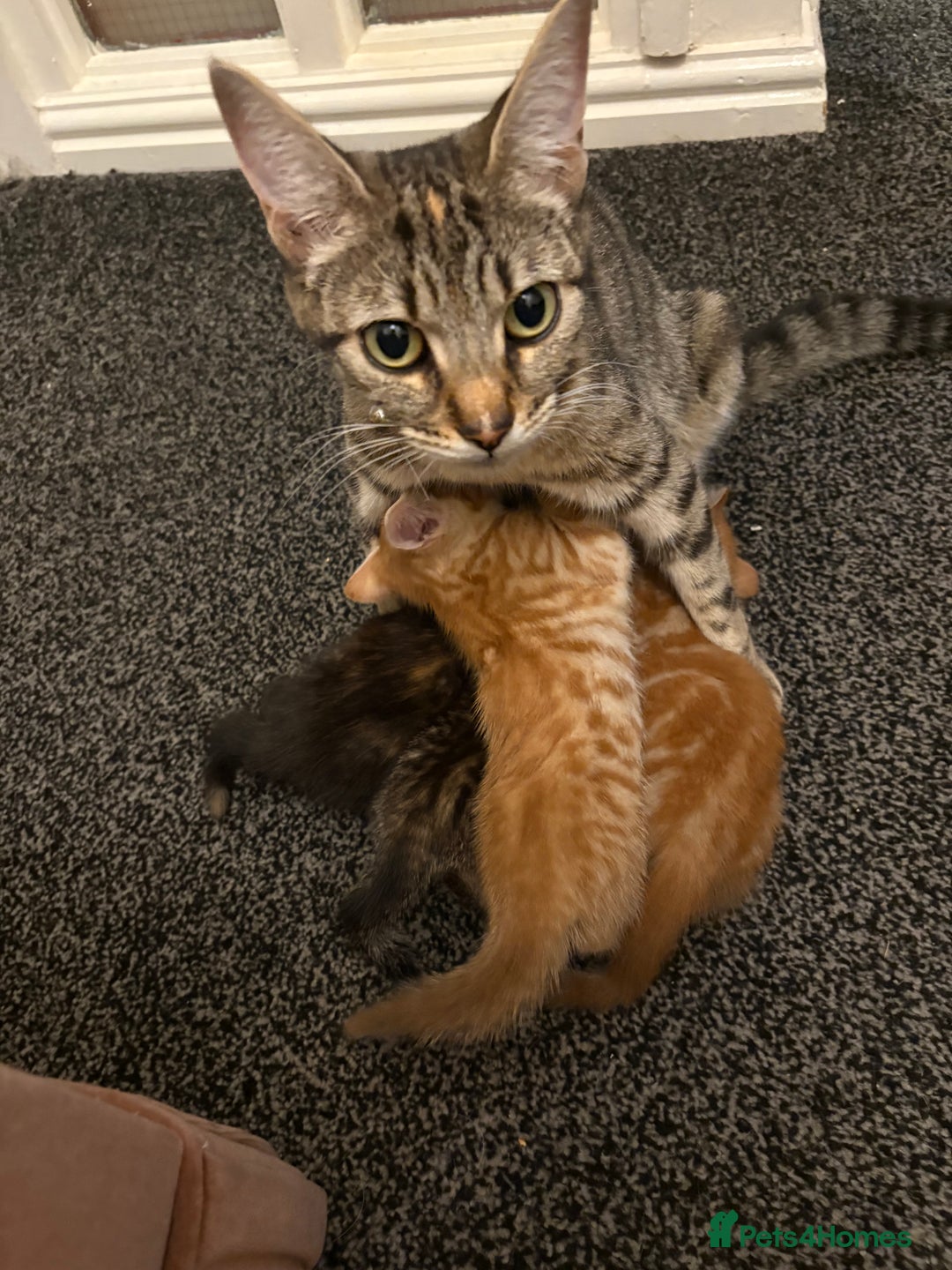 Mixed Breed cats for sale: Female young tabby cat!! Mixed breed - Image 1